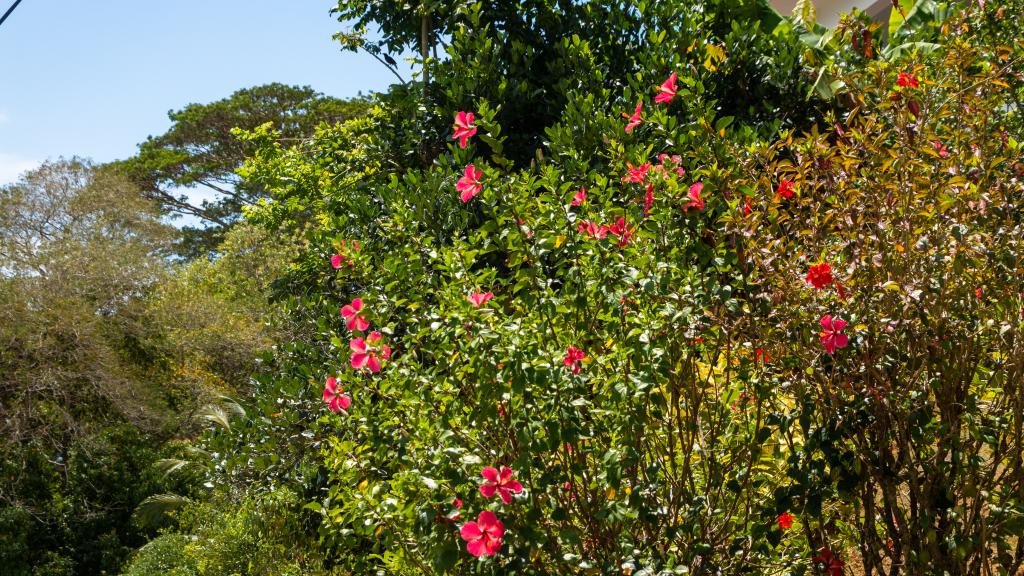 Foto 18: Reve Bleu - Mahé (Seychellen)