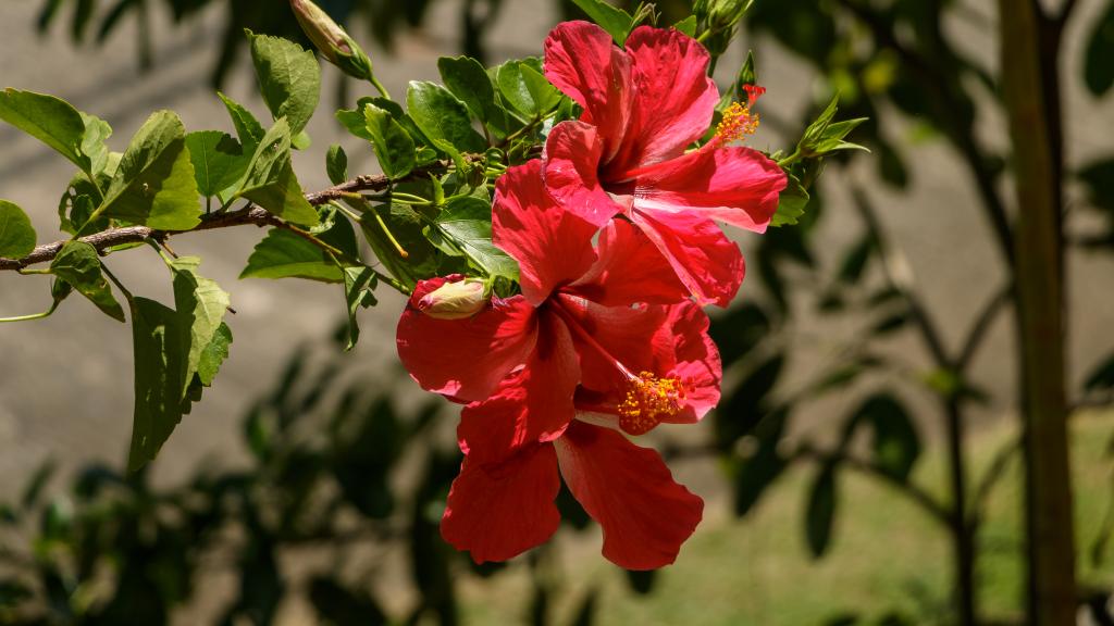 Foto 16: Reve Bleu - Mahé (Seychelles)