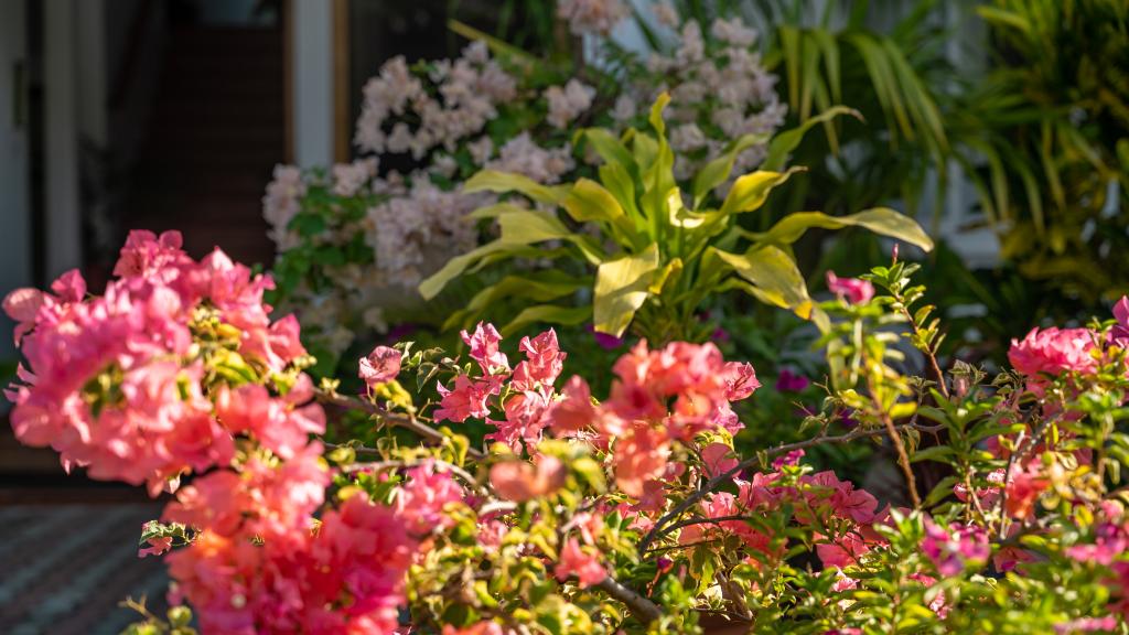 Foto 11: 340 Degrees Mountain View Apartments - Mahé (Seychellen)