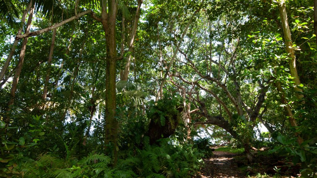 Foto 22: Palm Holiday Apartments - Praslin (Seychelles)