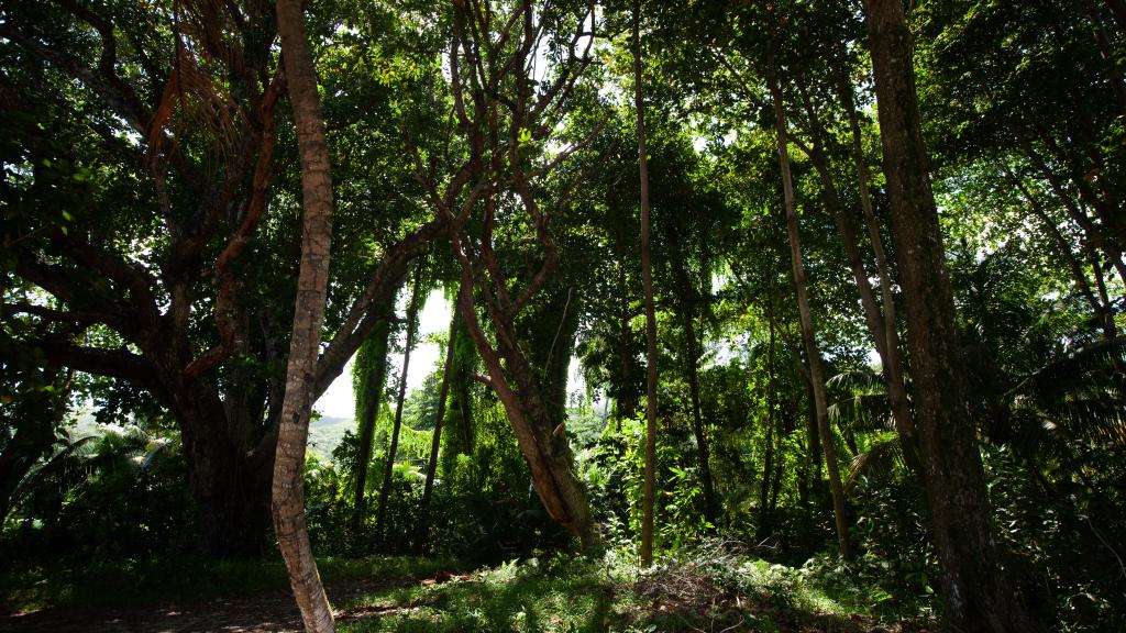 Foto 24: Palm Holiday Apartments - Praslin (Seychelles)