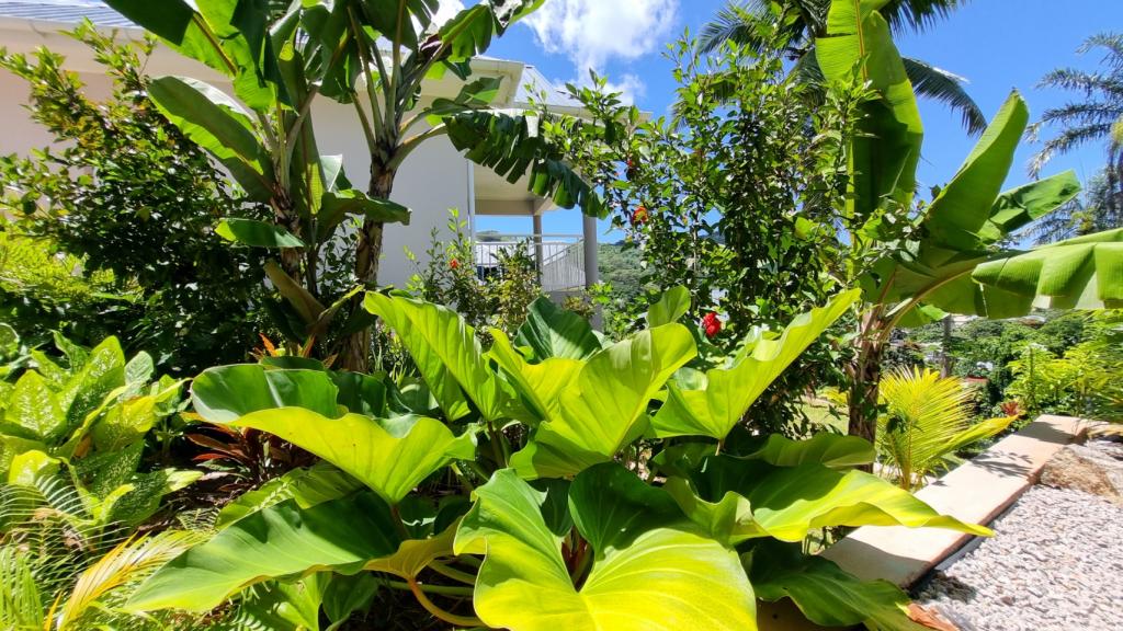 Photo 41: La Trouvaille - Mahé (Seychelles)