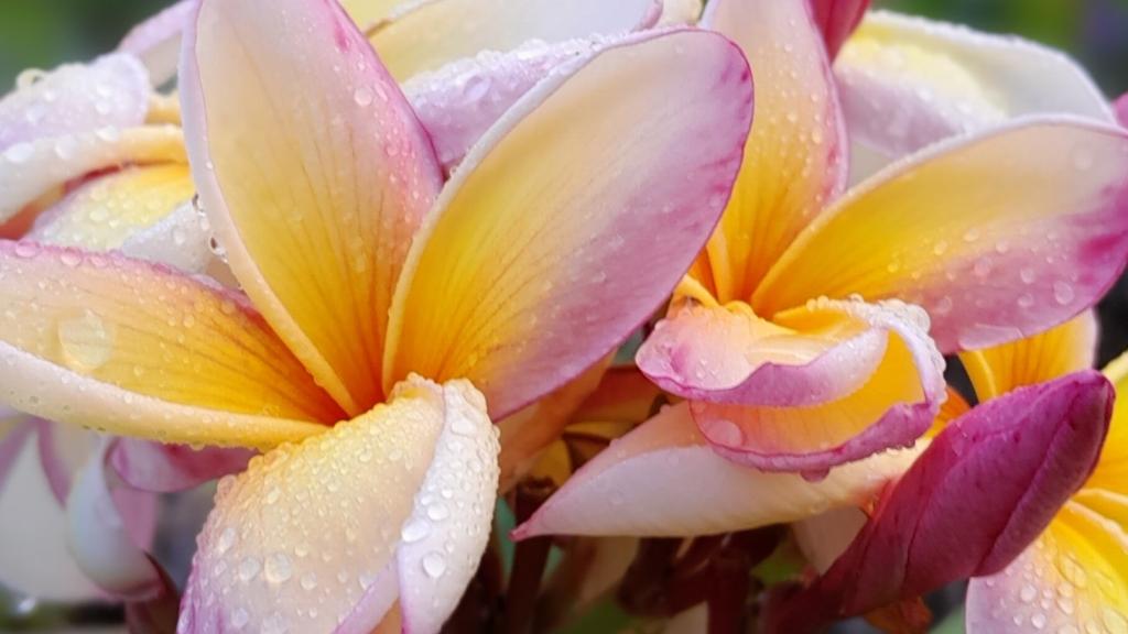 Photo 31: La Trouvaille - Mahé (Seychelles)