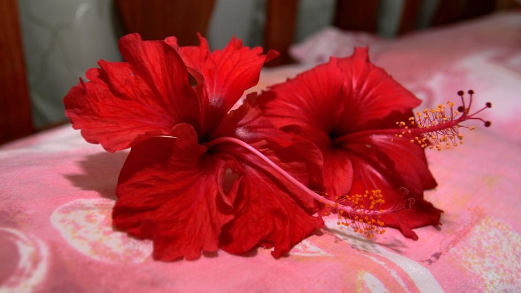 Foto 6: Pension Hibiscus - La Digue (Seychelles)