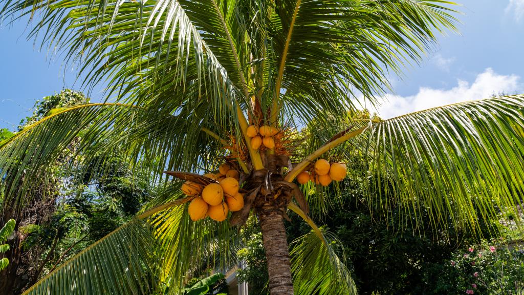 Photo 24: Maison Marikel - Mahé (Seychelles)