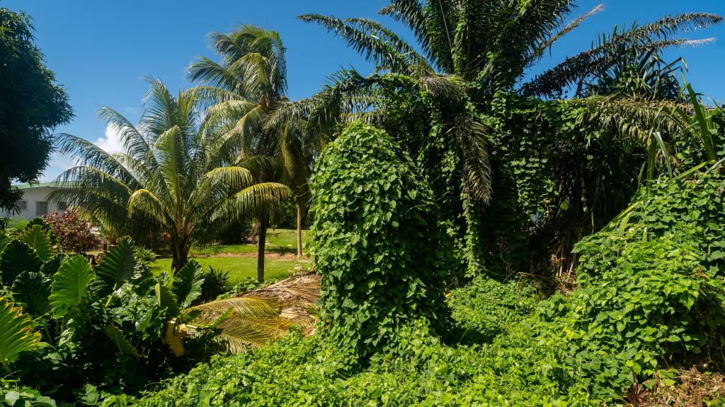 Foto 12: Chez Benoit Self Catering - Mahé (Seychellen)