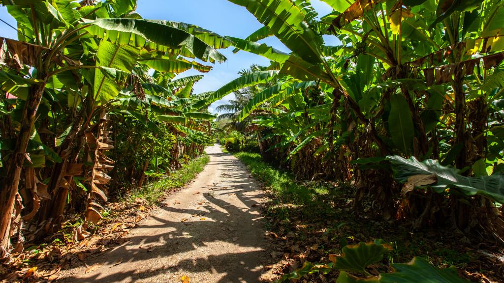 Photo 37: Mazu - La Digue (Seychelles)
