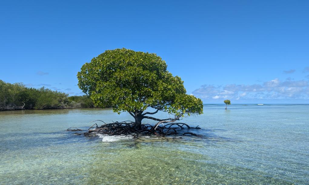 VPM Cocktail Amirantes