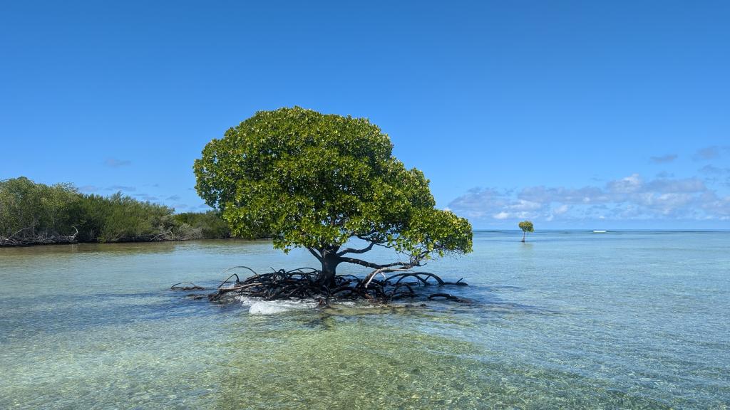 Foto 18: VPM Cocktail Amirantes - Seychellen (Seychellen)