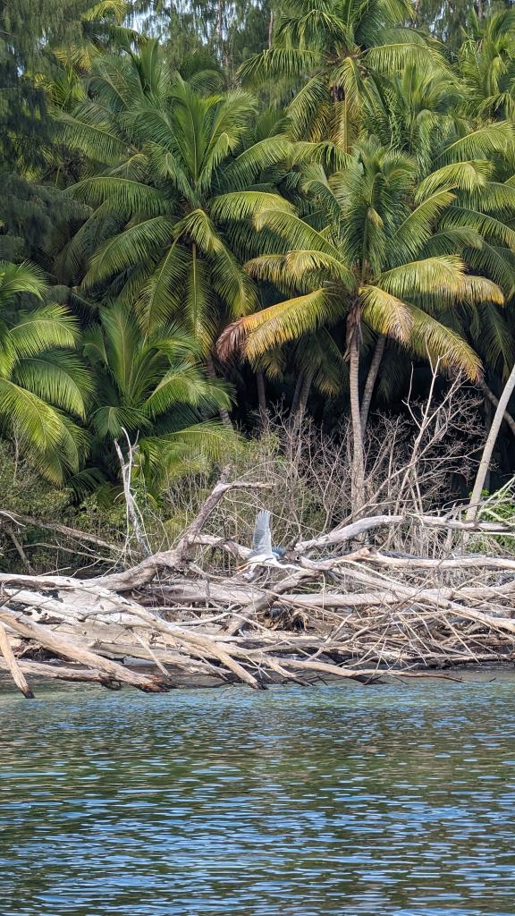 Photo 33: VPM Cocktail Amirantes - Seychelles (Seychelles)