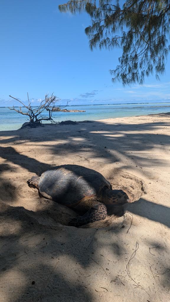 Foto 12: VPM Cocktail Amirantes - Seychellen (Seychellen)