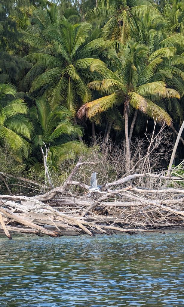 VPM Cocktail Amirantes