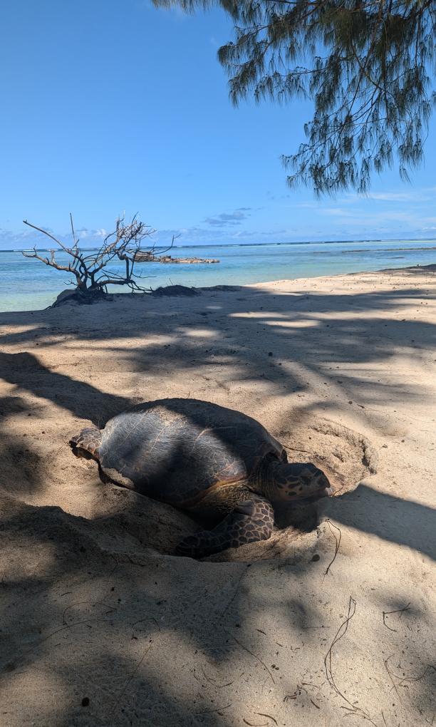 VPM Cocktail Amirantes