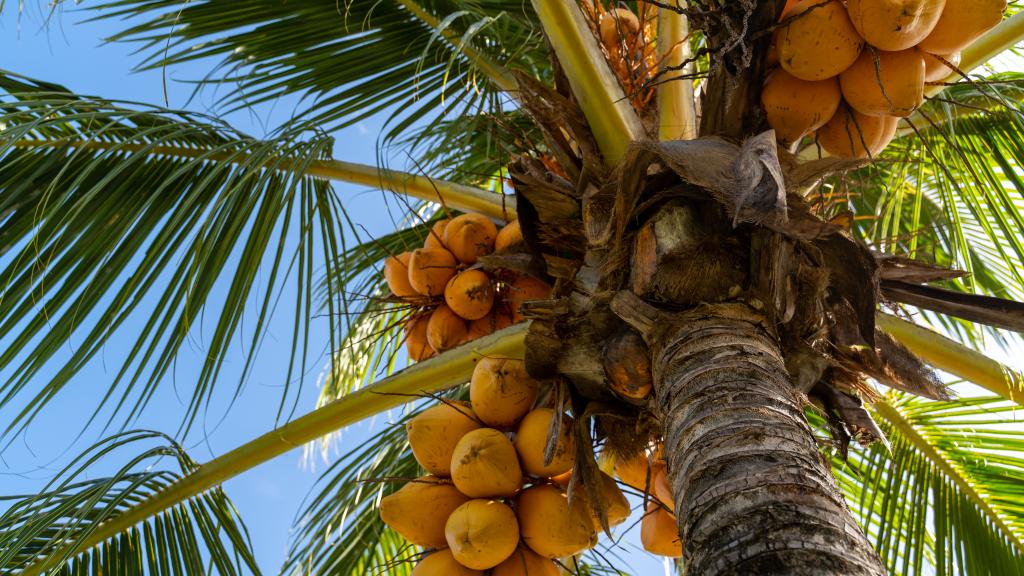 Foto 12: Emma's Guest House and Self-Catering - Mahé (Seychellen)