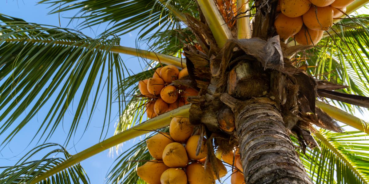 Emma's Guest House and Self-Catering