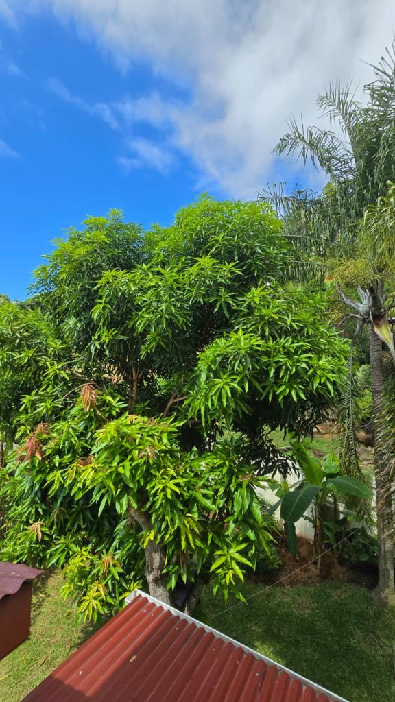 Photo 101: Emma's Guest House and Self-Catering - Mahé (Seychelles)