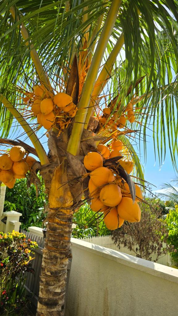 Photo 100: Emma's Guest House and Self-Catering - Mahé (Seychelles)