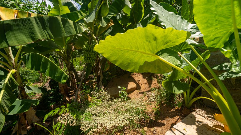 Photo 15: Takamaka Sky Villas - Mahé (Seychelles)