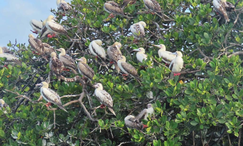 Silhouette Bird Watching Expedition