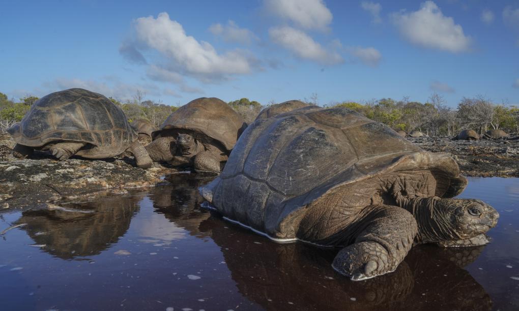 Silhouette Bird Watching Expedition