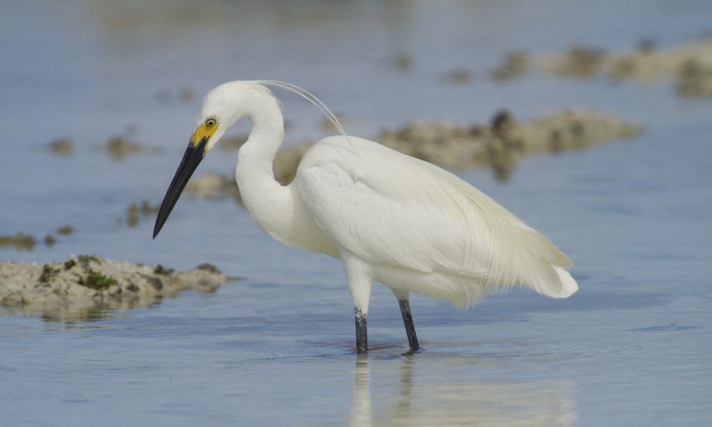 Silhouette Bird Watching Expedition