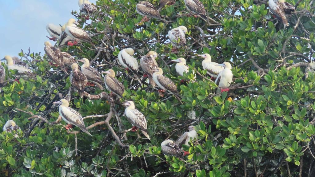 Foto 6: Silhouette Bird Watching Expedition - Seychelles (Seychelles)