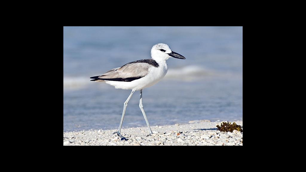 Foto 12: Silhouette Bird Watching Expedition - Seychelles (Seychelles)