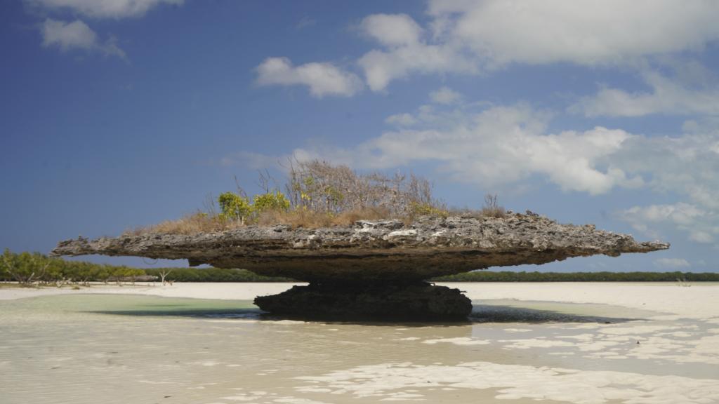 Foto 46: Silhouette Bird Watching Expedition - Seychelles (Seychelles)