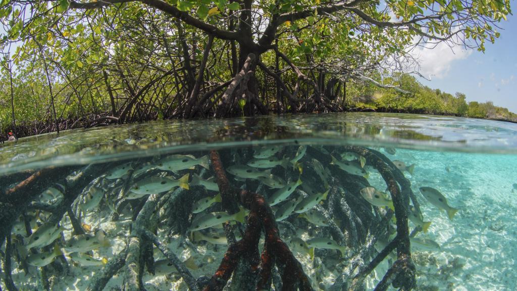 Foto 42: Silhouette Bird Watching Expedition - Seychelles (Seychelles)