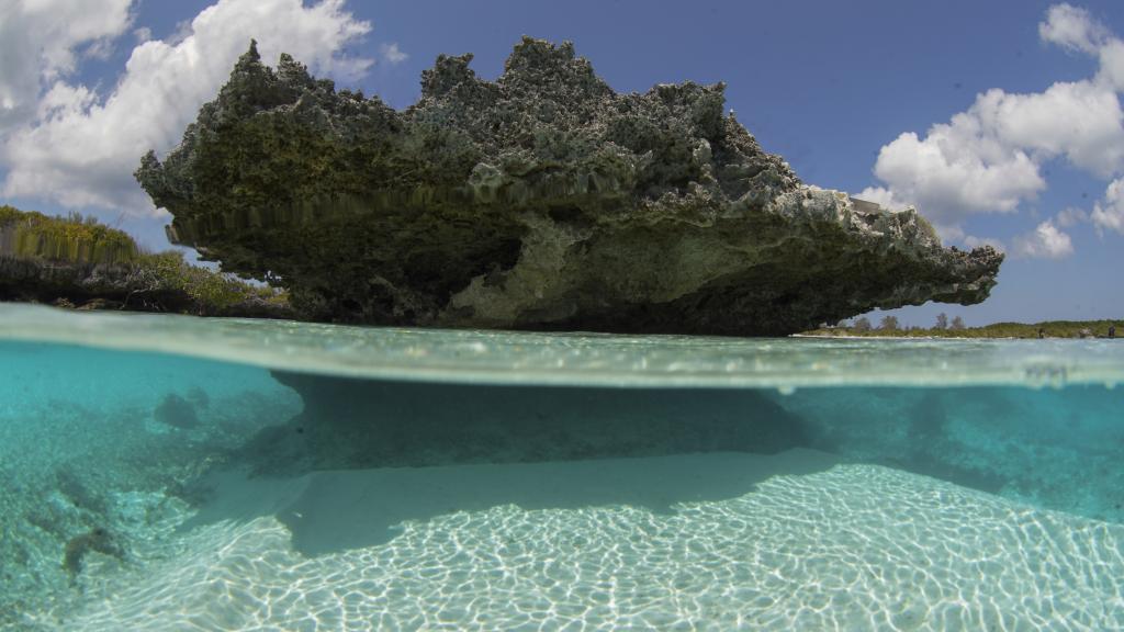Foto 43: Silhouette Bird Watching Expedition - Seychelles (Seychelles)
