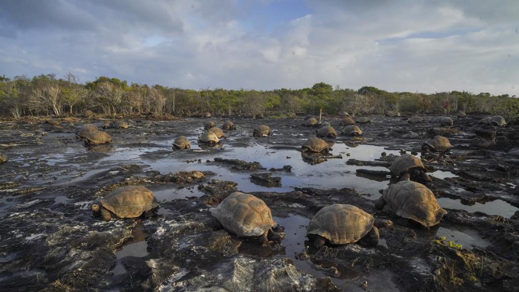 Foto 29: Silhouette Bird Watching Expedition - Seychelles (Seychelles)