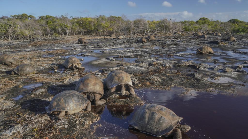 Foto 28: Silhouette Bird Watching Expedition - Seychelles (Seychelles)