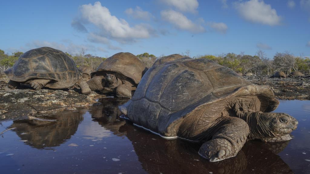 Foto 27: Silhouette Bird Watching Expedition - Seychelles (Seychelles)