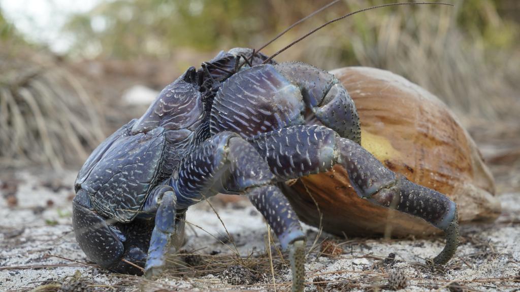 Foto 26: Silhouette Bird Watching Expedition - Seychelles (Seychelles)