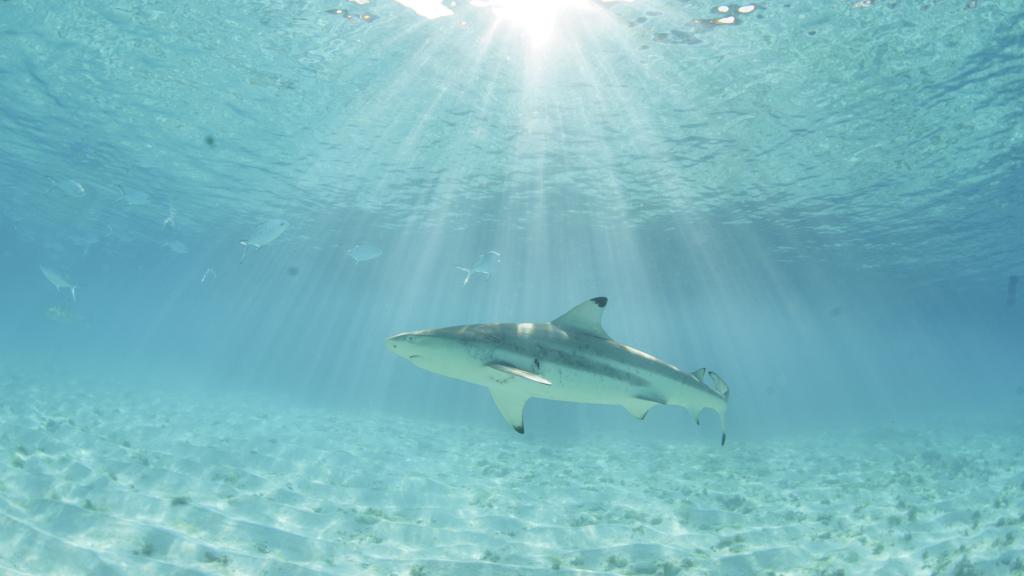 Foto 21: Silhouette Bird Watching Expedition - Seychelles (Seychelles)