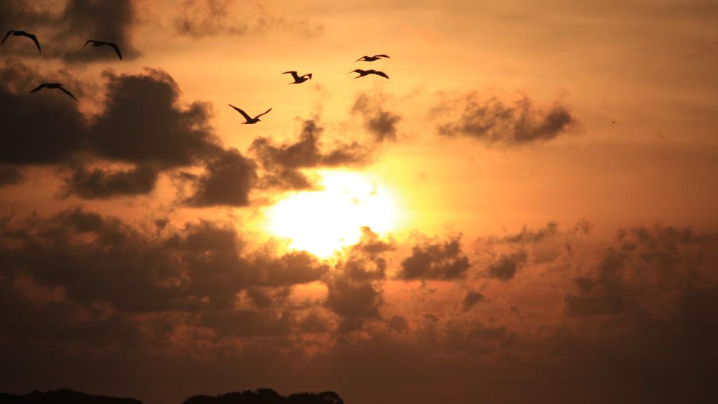 Foto 50: Silhouette Bird Watching Expedition - Seychelles (Seychelles)
