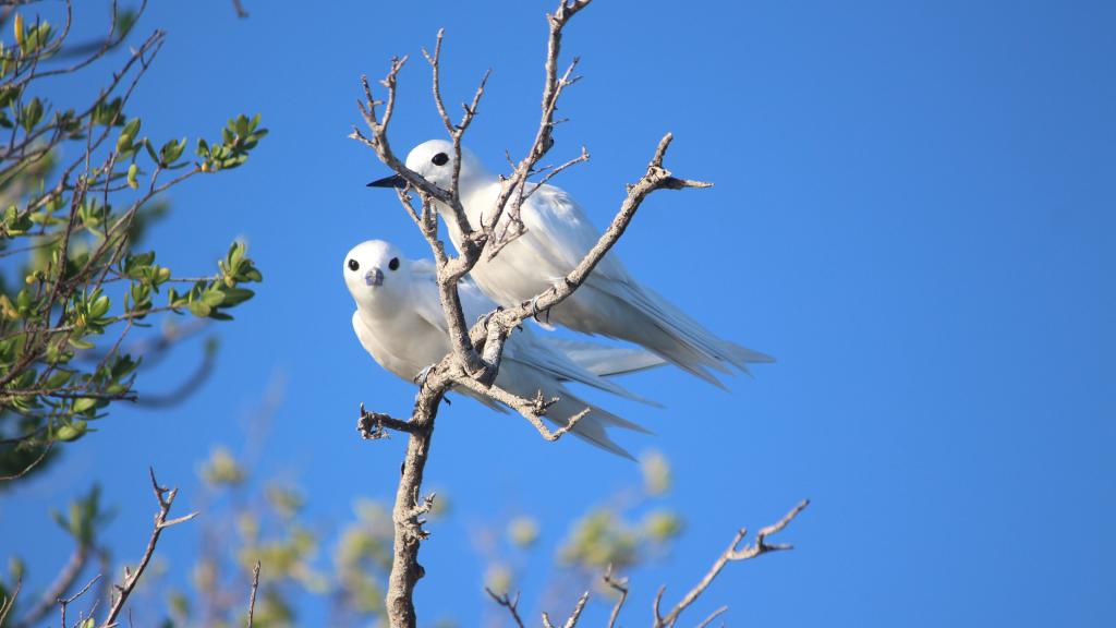 Foto 4: Silhouette Bird Watching Expedition - Seychelles (Seychelles)
