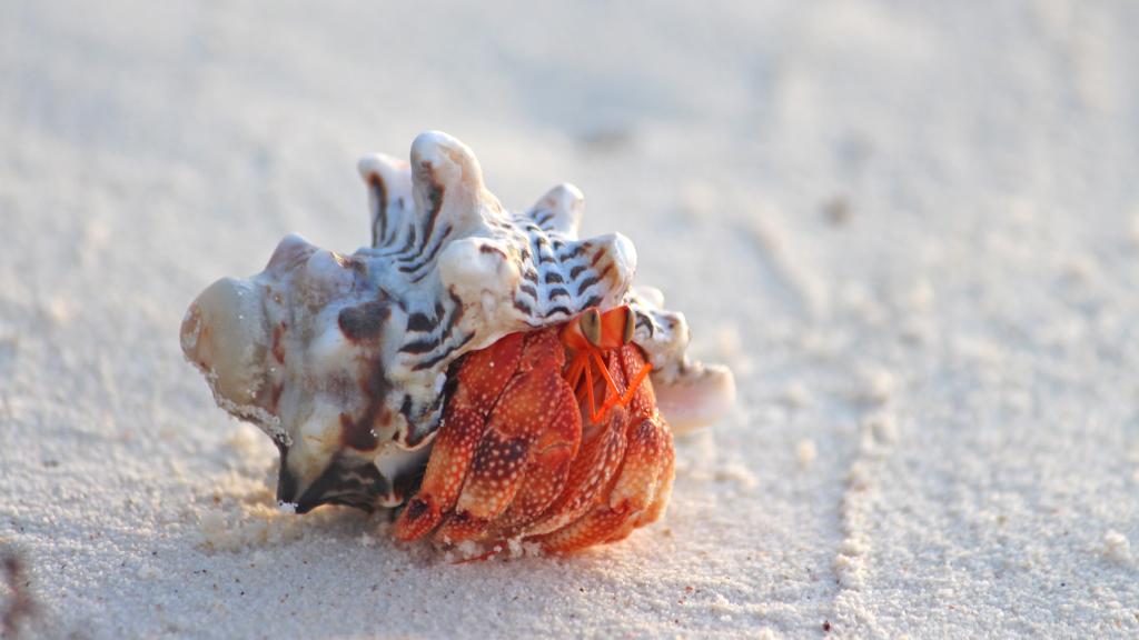 Foto 22: Silhouette Bird Watching Expedition - Seychelles (Seychelles)