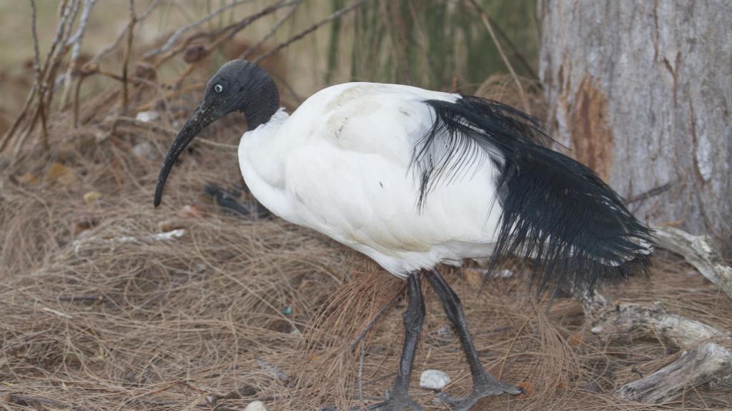 Foto 15: Silhouette Bird Watching Expedition - Seychelles (Seychelles)