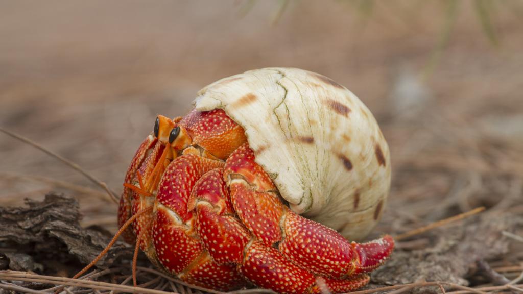 Foto 25: Silhouette Bird Watching Expedition - Seychelles (Seychelles)