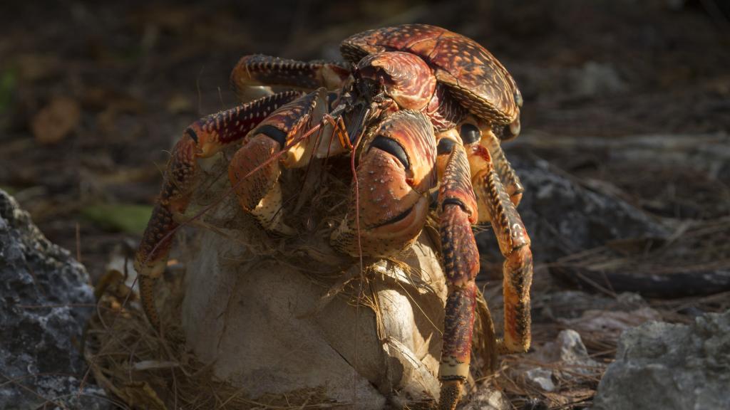 Foto 23: Silhouette Bird Watching Expedition - Seychelles (Seychelles)