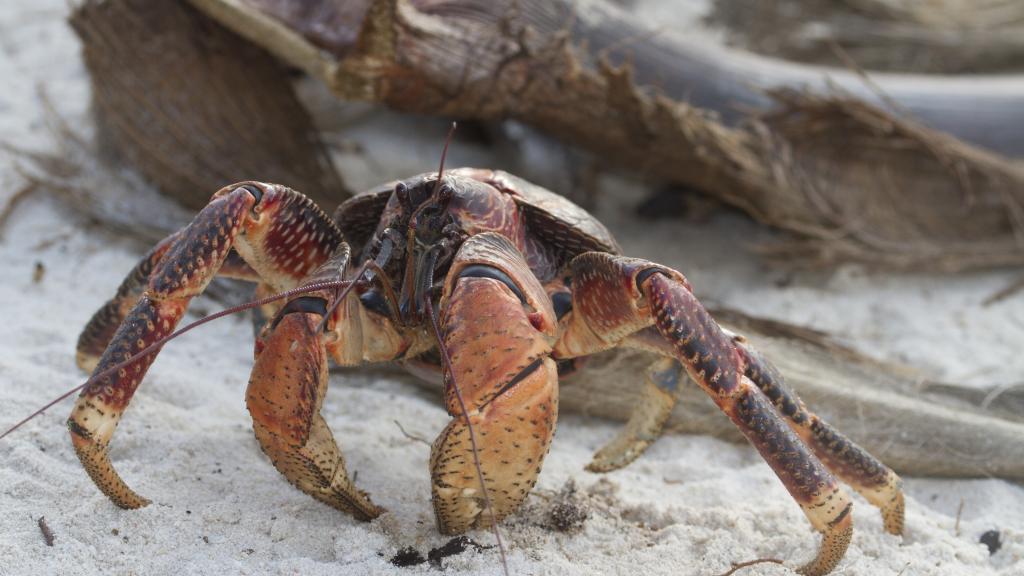 Foto 24: Silhouette Bird Watching Expedition - Seychelles (Seychelles)
