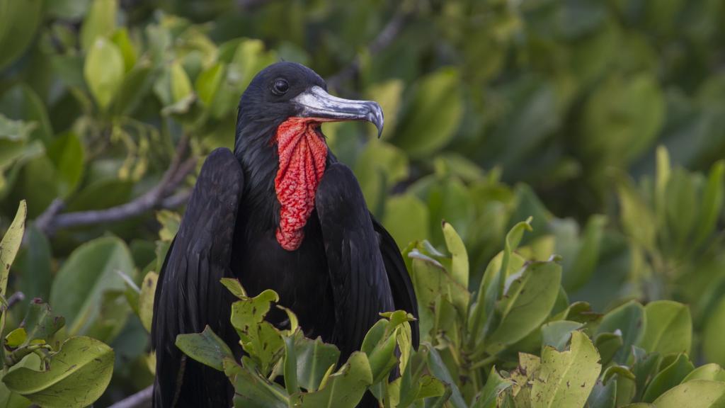 Foto 10: Silhouette Bird Watching Expedition - Seychelles (Seychelles)