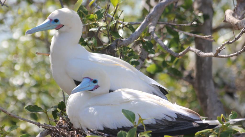 Foto 5: Silhouette Bird Watching Expedition - Seychelles (Seychelles)