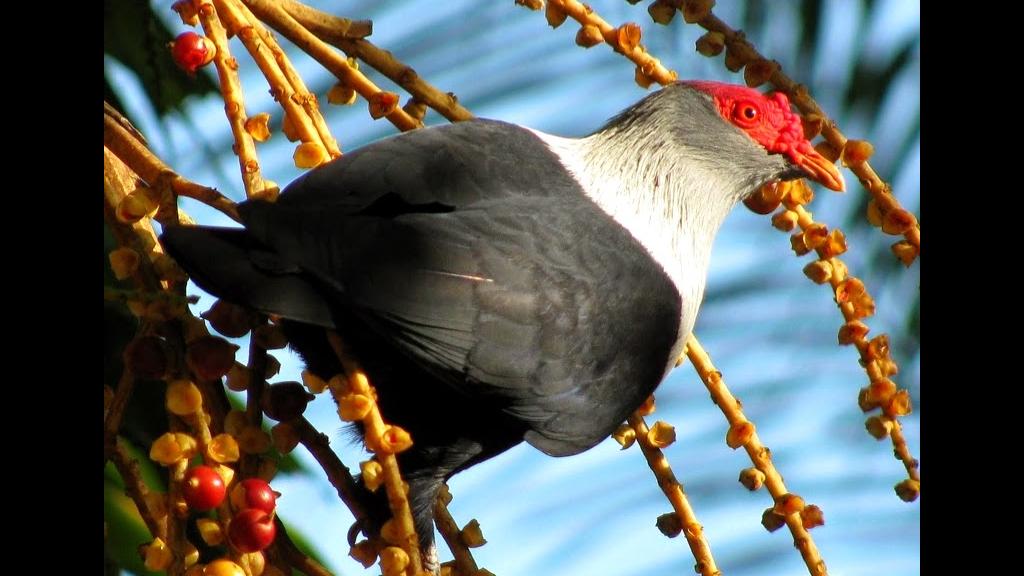 Foto 2: Silhouette Bird Watching Expedition - Seychelles (Seychelles)