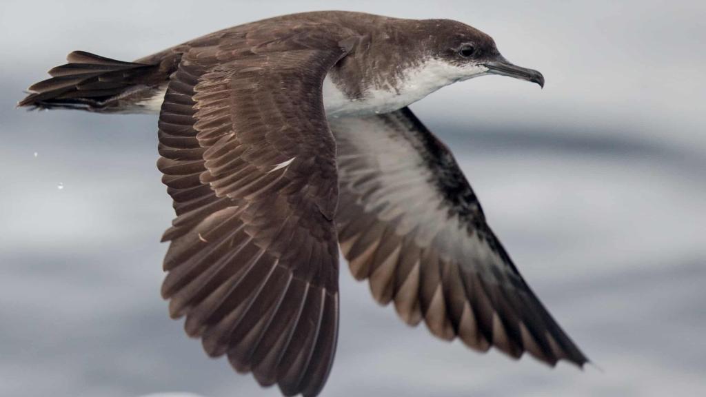 Foto 9: Silhouette Bird Watching Expedition - Seychelles (Seychelles)