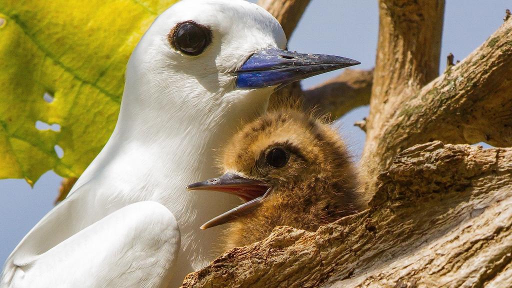 Foto 3: Silhouette Bird Watching Expedition - Seychelles (Seychelles)
