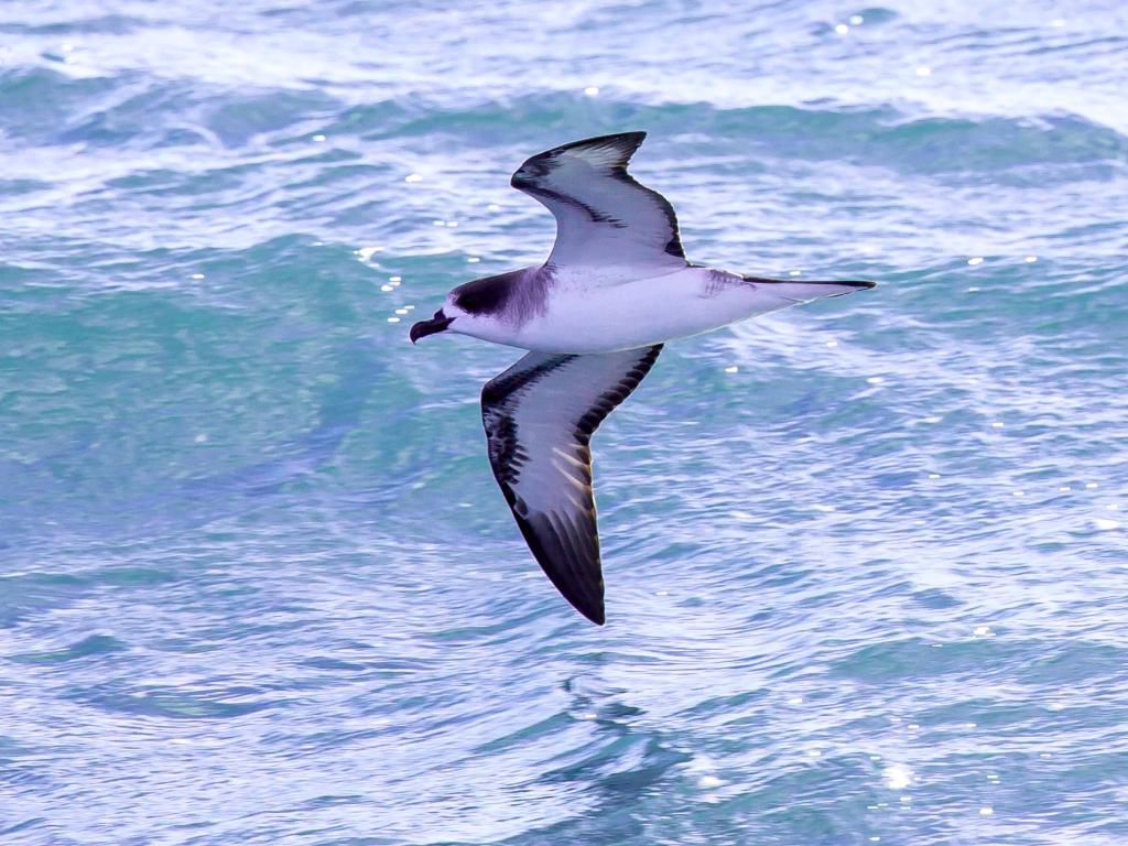 Silhouette Bird Watching Expedition - Photo 8