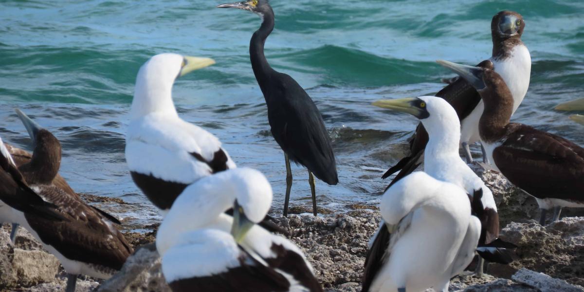 Silhouette Bird Watching Expedition