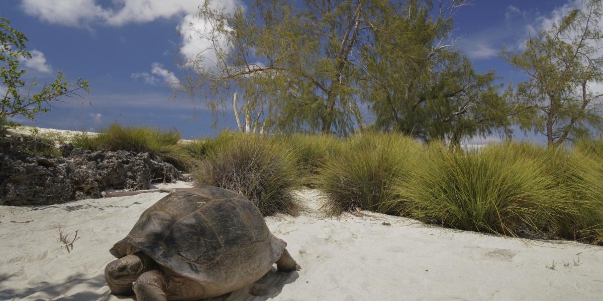 Silhouette Bird Watching Expedition